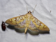 Mimorista