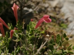 Scutellaria suffrutescens