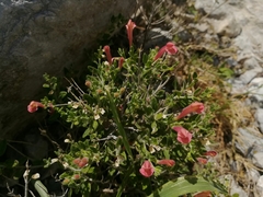 Scutellaria suffrutescens