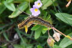 Malacosoma alpicolum