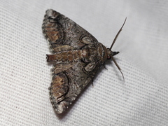 Paectes abrostolella