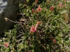 Scutellaria suffrutescens