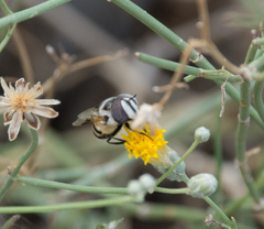 Copestylum fornax