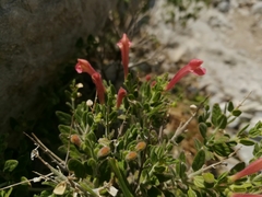 Scutellaria suffrutescens
