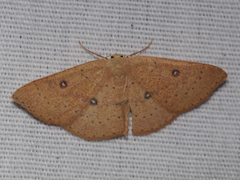 Cyclophora dataria