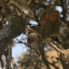 Disholcaspis simulata