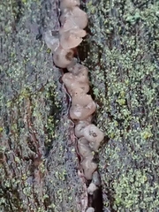 Exidia novozealandica