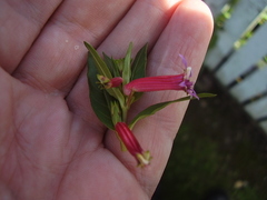 Cuphea lanceolata