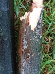 Exidia novozealandica