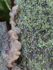 Exidia novozealandica