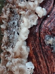 Exidia novozealandica