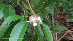 Tetracera indica