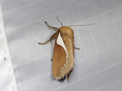 Prolimacodes trigona