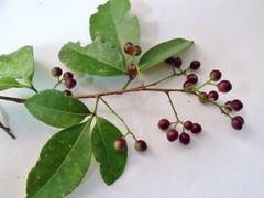 Zanthoxylum ovalifolium