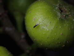 Ficus fistulosa