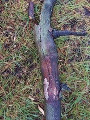 Exidia novozealandica