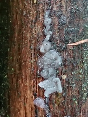 Exidia novozealandica