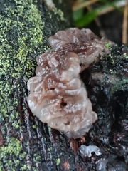 Exidia novozealandica