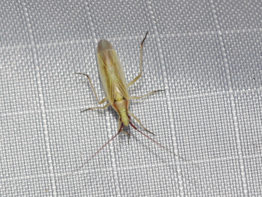 Litomiris