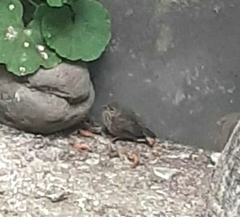 Volatinia jacarina