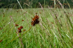 Carex pachystachya