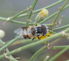 Copestylum fornax