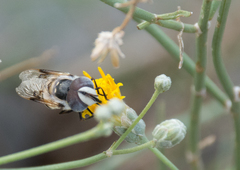 Copestylum fornax