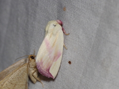 Thurberiphaga diffusa