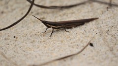 Leptysma marginicollis