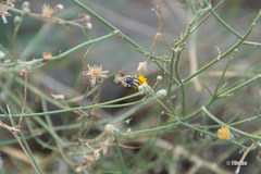 Copestylum fornax