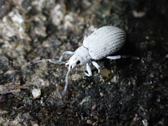Cyphicerini