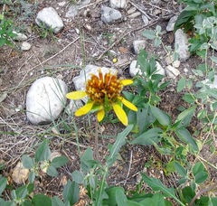 Tetragonotheca texana