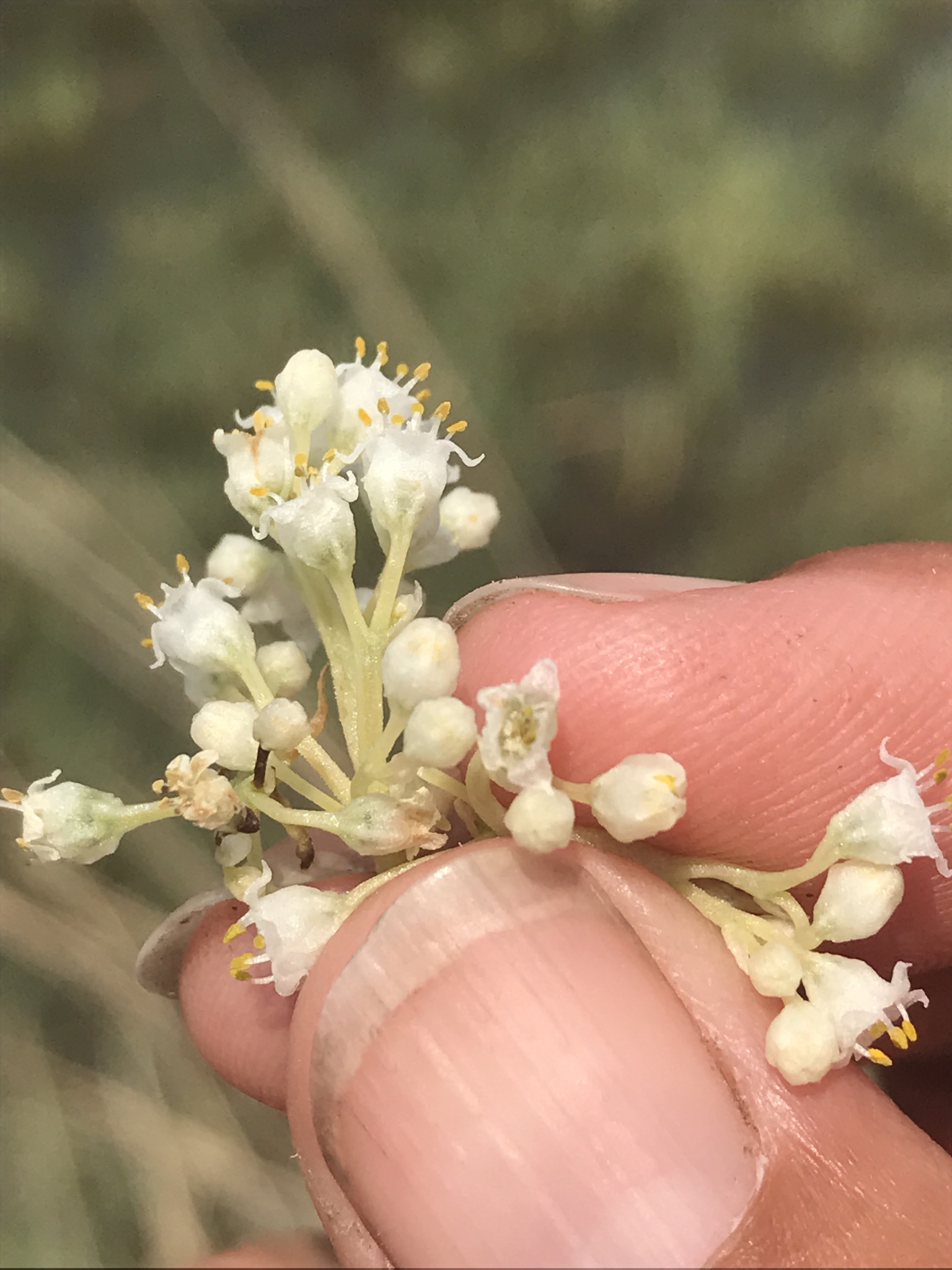 Cuscuta indecora var. indecora