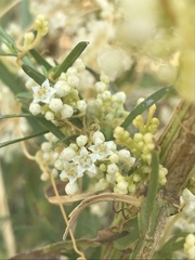 Cuscuta indecora indecora