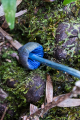 Entoloma virescens