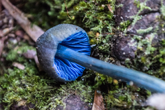 Entoloma virescens