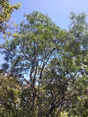 Cascabela thevetioides