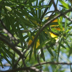 Cascabela thevetioides