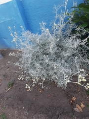 Senecio leucostachys