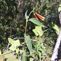 Bouvardia chrysantha