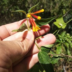 Bouvardia chrysantha