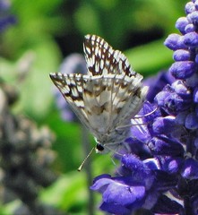 Heliopetes americanus bellatrix