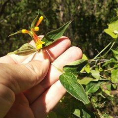 Bouvardia chrysantha