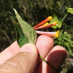 Bouvardia chrysantha