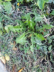 Taraxacum officinale