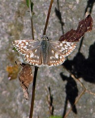 Heliopetes americanus bellatrix