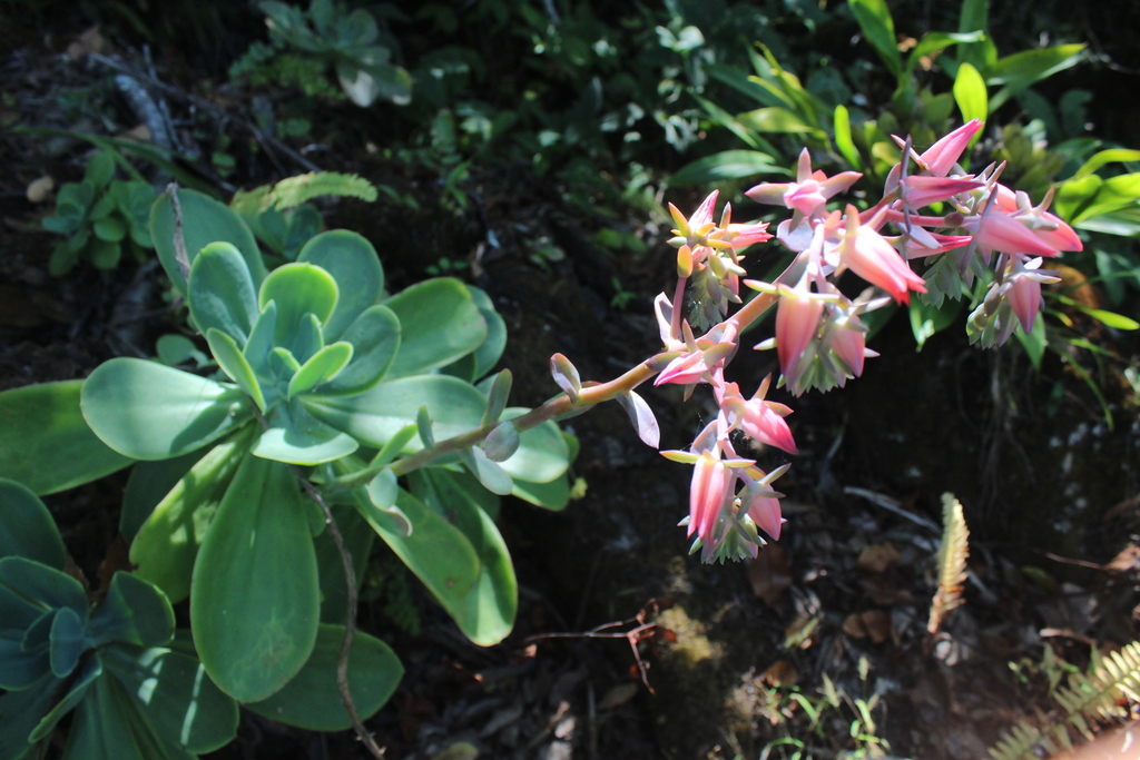 Echeveria longiflora