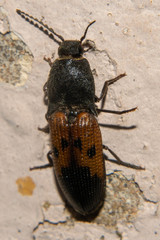 Conoderus germari