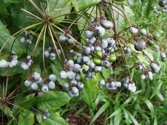 Mackinlaya macrosciadea