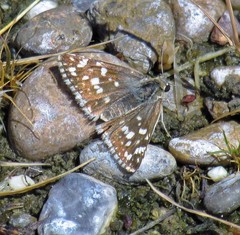 Heliopetes americanus bellatrix
